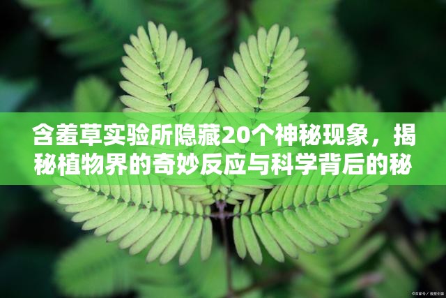 含羞草实验所隐藏20个神秘现象，揭秘植物界的奇妙反应与科学背后的秘密