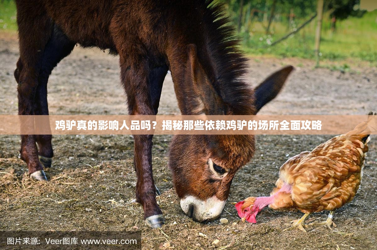 鸡驴真的影响人品吗？揭秘那些依赖鸡驴的场所全面攻略