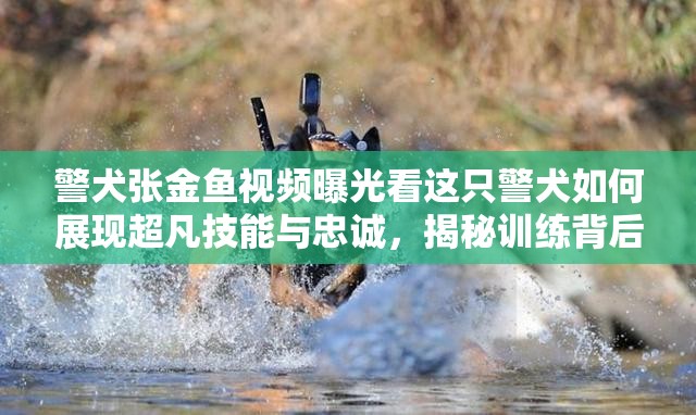 警犬张金鱼视频曝光看这只警犬如何展现超凡技能与忠诚，揭秘训练背后的故事
